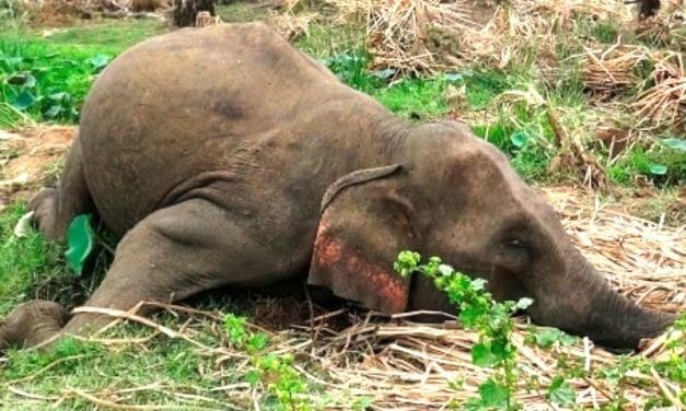 SIGN: Justice for Elephant Gunned Down, Tusks Hacked Off by Poachers