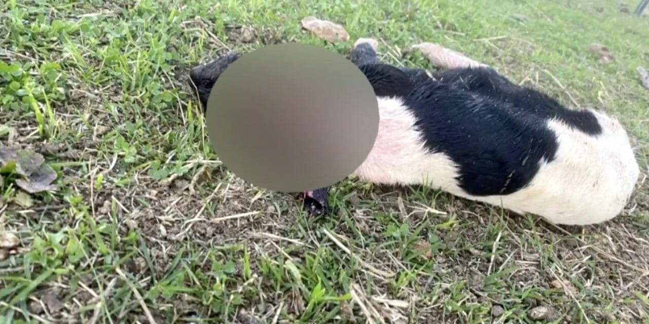 SIGN: Justice for Baby Lamb Brutally Shot in the Head