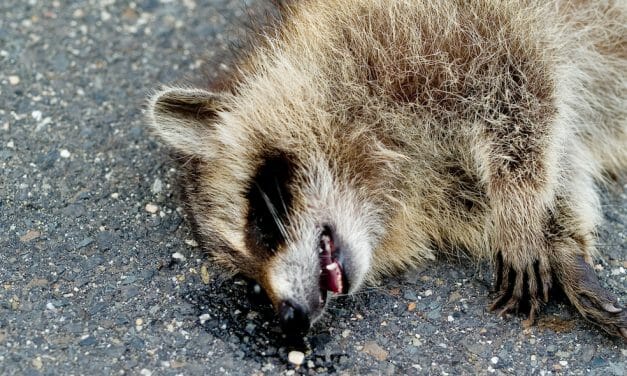 SIGN: Justice for Raccoon Burned Alive and Left for Dead