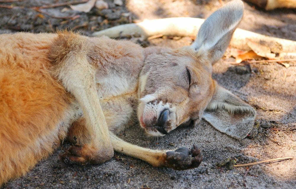 SIGN: Ban the Sale of Kangaroo Body Parts in the US