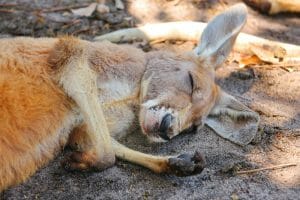 slaughtered kangaroo