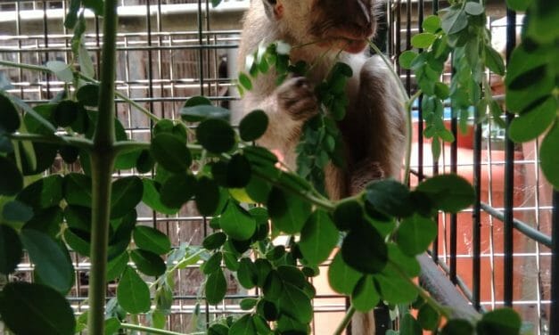 Three Monkeys Rescued From YouTuber Who Brutally Tortured Them For Profit