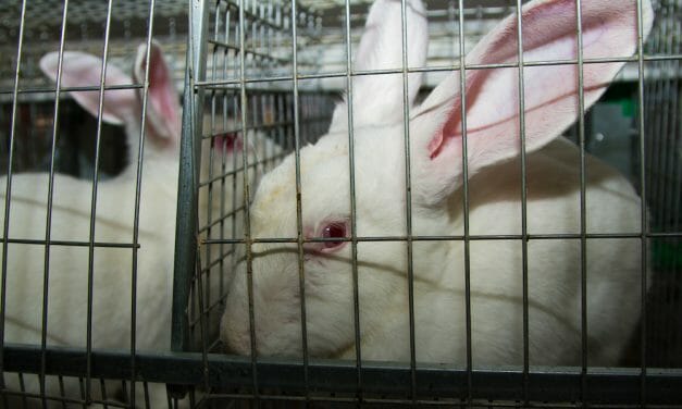 SIGN: Stop Torturing Animals for Cosmetics in Virginia