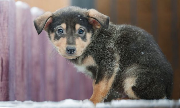 SIGN: Remove Animal Cruelty From TikTok