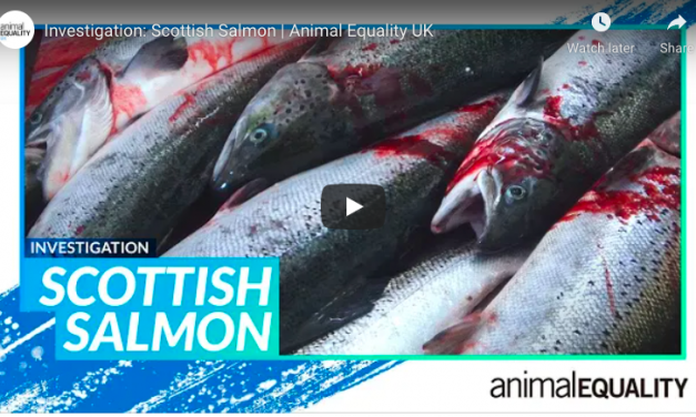 VIDEO: Undercover Footage Reveals Bloody, Brutal Deaths for Still-Conscious Salmon at UK Slaughterhouse