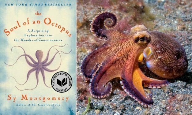 Saturday, Oct. 8: Free Book Talk About Octopuses for World Octopus Day