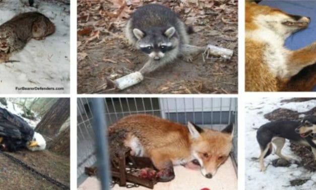 US Government’s Wildlife ‘Management’ is Inflicting Slow, Painful Death on Animals