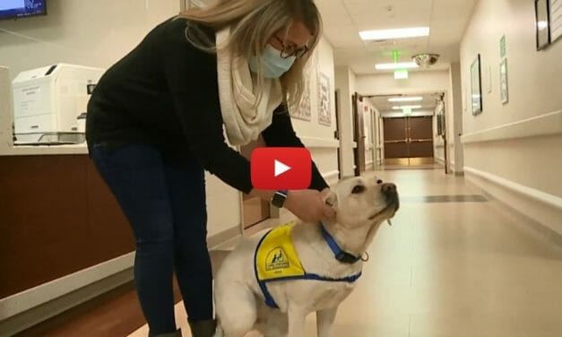 VIDEO: Wynn the Heroic Therapy Dog Celebrates a Year of Comforting COVID-19 ER Workers