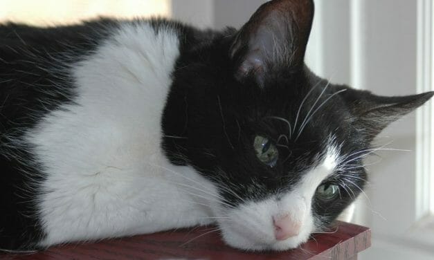 SIGN: Justice for Tuxedo the Cat, Knocked Out of Tree and Mauled to Death