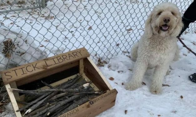 An Adorable 10-Year-Old Boy Is Building ‘Stick Libraries’ for Dogs to Play with at Parks