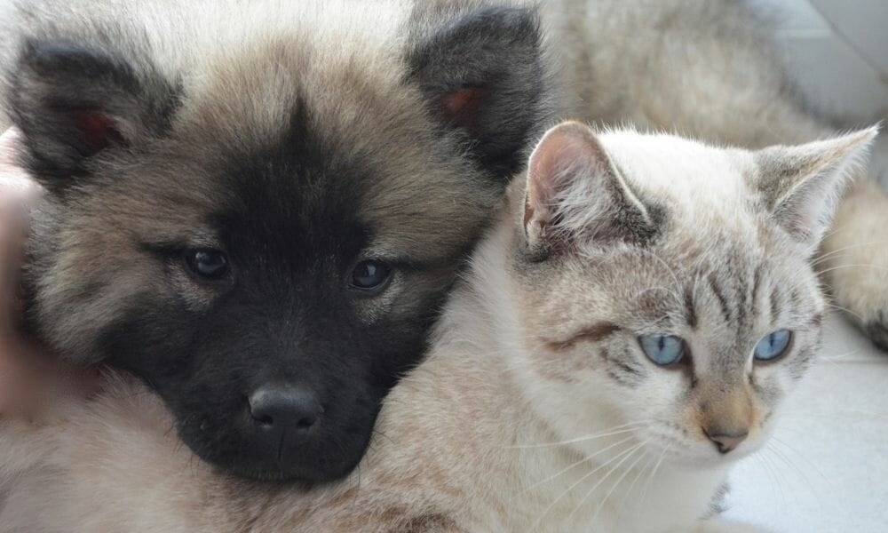 SIGN: Justice for Dog and Cat Killed, Bodies Burned to Ashes