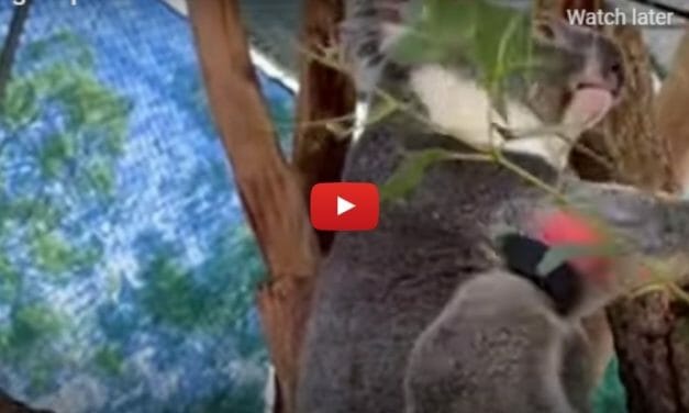 VIDEO: This Rescued Koala Is Living His Best Life Thanks to New Prosthetic Foot
