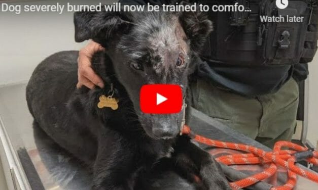 VIDEO: Dog Who Survived Severe Burns Is Now Helping Kids Who Suffered Like He Did