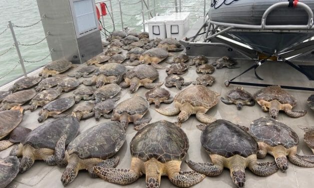 VIDEO: Thousands of Sea Turtles Rescued From ‘Cold Stun’ in Texas