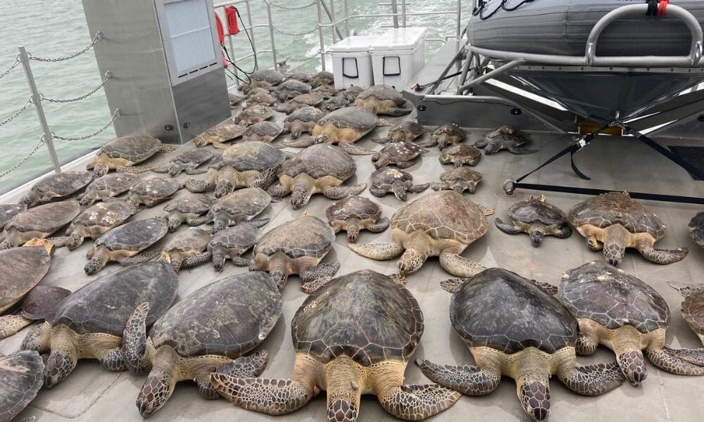 rescued sea turtles