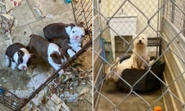 SIGN: Justice for Puppy Mill Dogs Covered in Urine and Feces