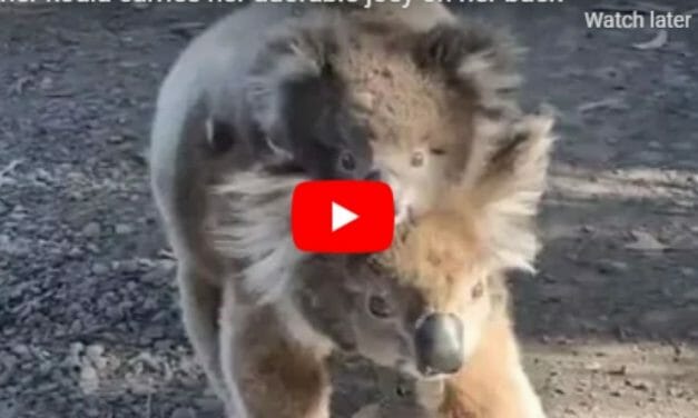 VIDEO: Mother Koala Adorably Carries Her Oversized Baby Across the Road