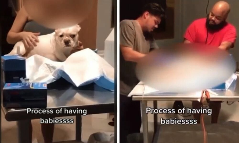 SIGN: Justice for Pregnant Frenchie Cut Open by Fake Vet on TikTok