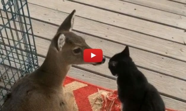 VIDEO: Dottie the Rescued Deer Becomes Best Friends With Sweet Stray Cat