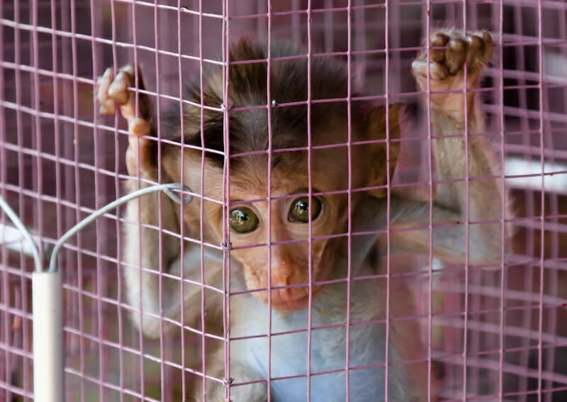sad baby monkey clinging to cage