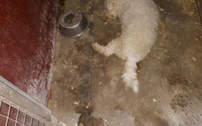 Bichon frise that died