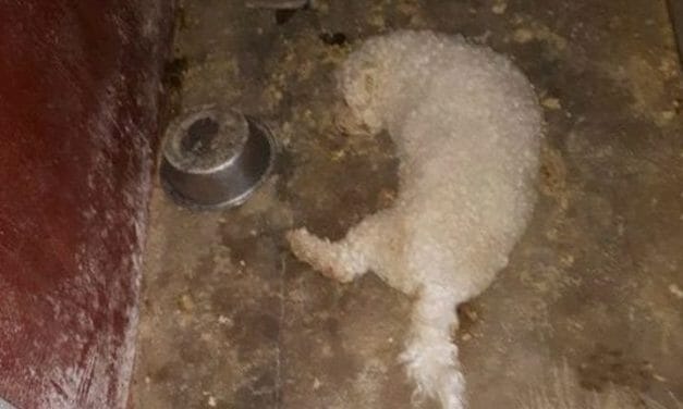 PETITION UPDATE: Irish Dog Pound Owner, Vet, and Staff Charged With Animal Cruelty For Deaths of Shelter Dogs