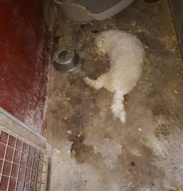UPDATE: 4 Arrested Following Investigation Into Euthanized Dogs At Ireland’s Ashton Pound