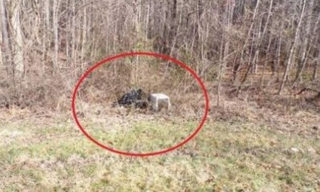 SIGN: Justice for Pair of Dogs Locked in Crates to Slowly Die on Roadside