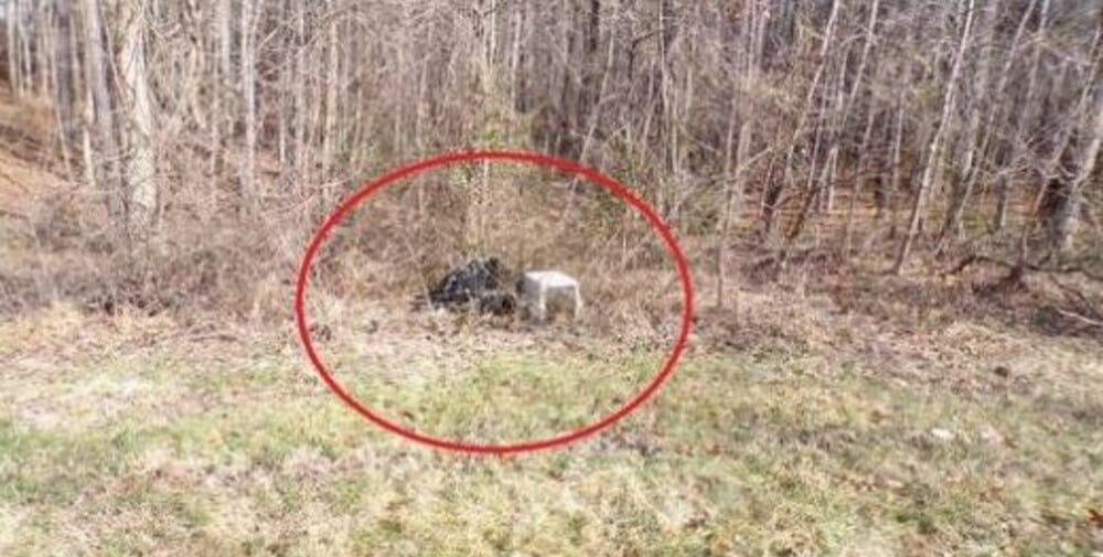 SIGN: Justice for Pair of Dogs Locked in Crates to Slowly Die on Roadside