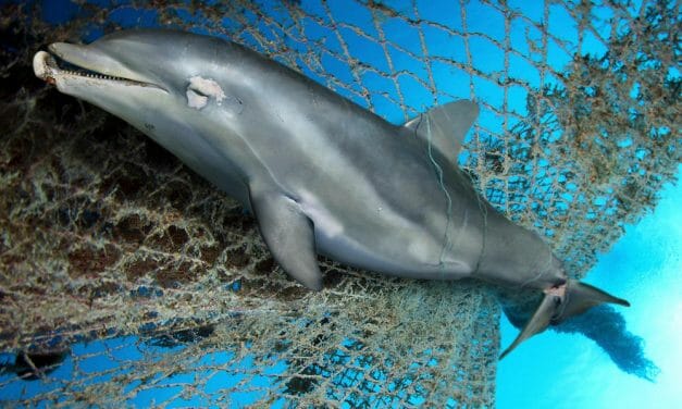 SIGN: Ban Fishing Gillnets That Slowly Suffocate Helpless Dolphins and Whales