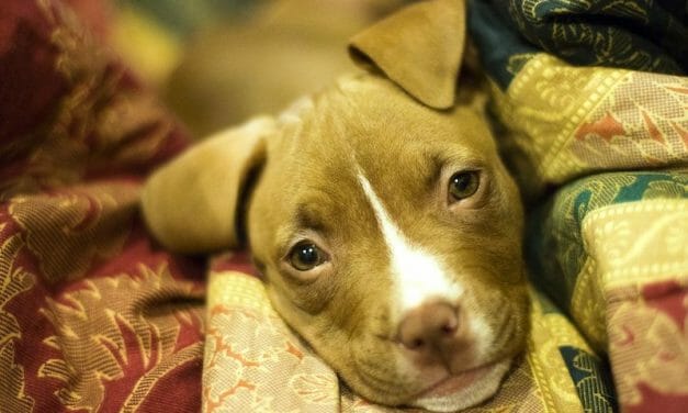 SIGN: Justice for Puppy With Neck Broken, Dumped In Garbage