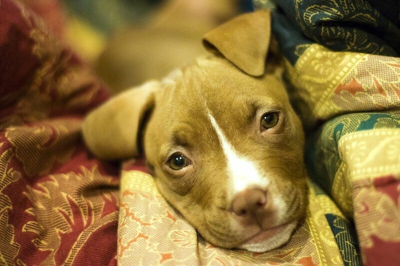 pit bull puppy