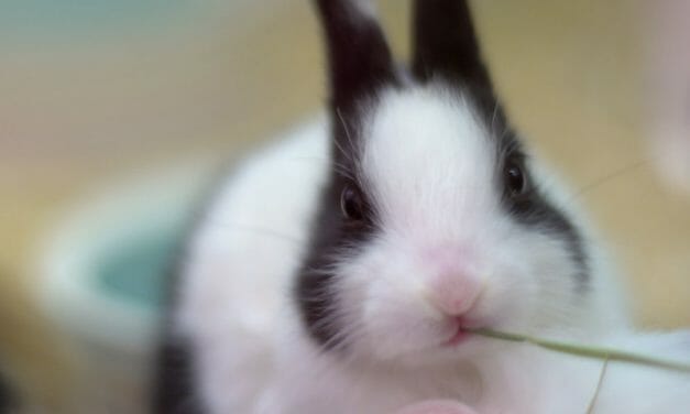 UPDATE: Virginia Becomes 4th State to Outlaw Animal-Tested Cosmetics