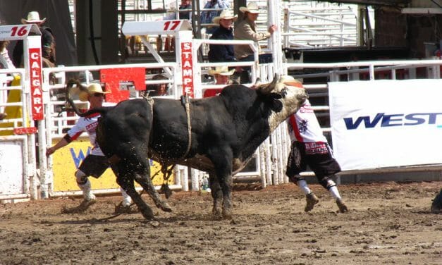 Los Angeles Becomes First City to Ban ‘Tools of Torture’ at Rodeos