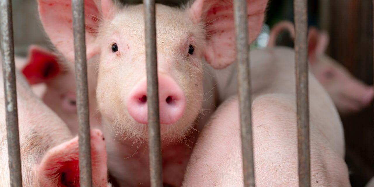 factory farm piglets