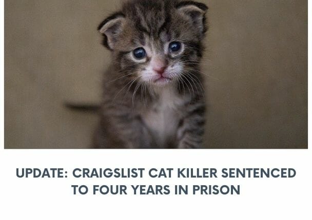 craigslist cat killer