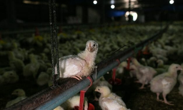 Boar’s Head Birds Are Anything But ‘Humanely’ Raised, Says New FTC Complaint