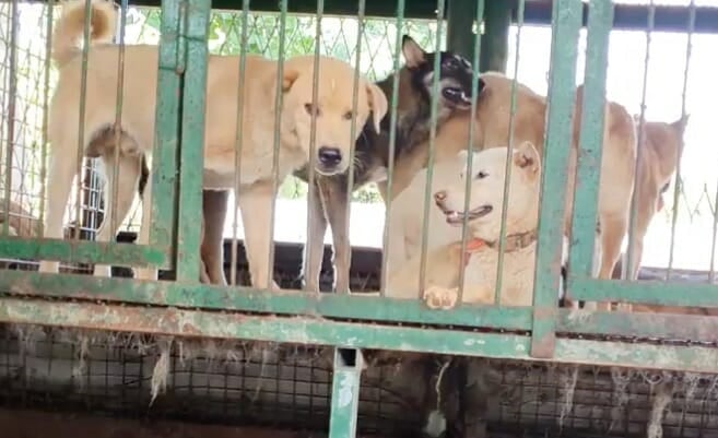 dog meat auction house paju