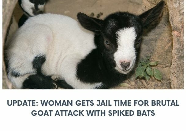 goat attacker jailed