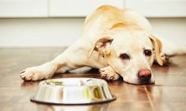 Dog Food Recalled After FDA Inspection Finds Salmonella in Cow Meat