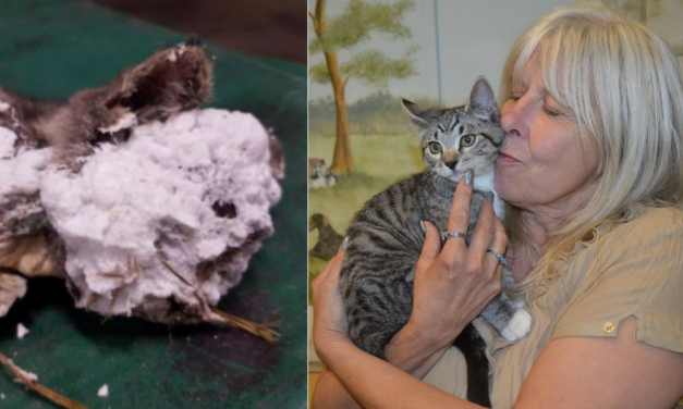UPDATE: ‘Lucky’ Kitten Found Suffocating In Spray Foam Celebrates Birthday, Irish Style
