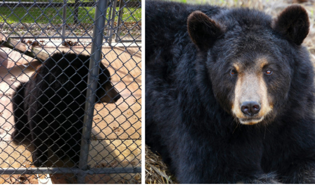 Captive Bears at Atrocious Roadside Zoos Suffer Severely, Research Shows