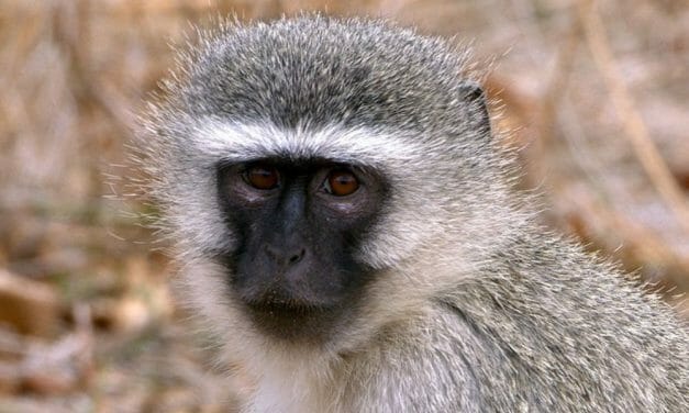 SIGN: Justice for Poisoned Monkeys Who Died Convulsing in Pain