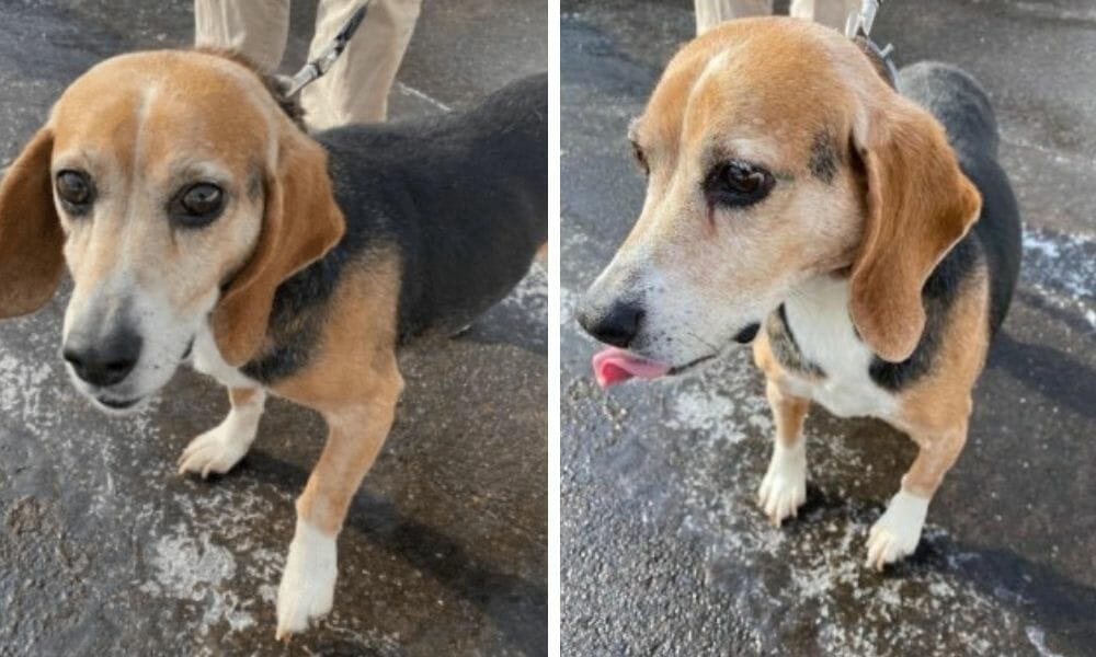 SIGN: Justice for Elderly Beagle with Tumor Abandoned on Roadside to Die