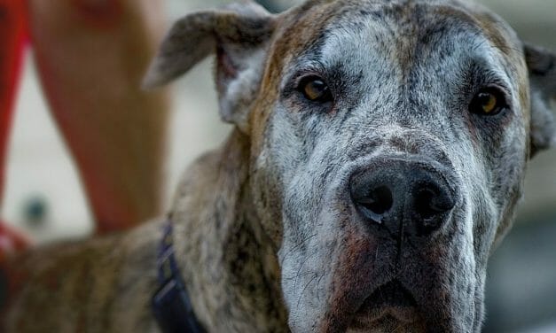SIGN: Justice for Great Dane Sexually Assaulted by Kindergarten Teacher’s Aide