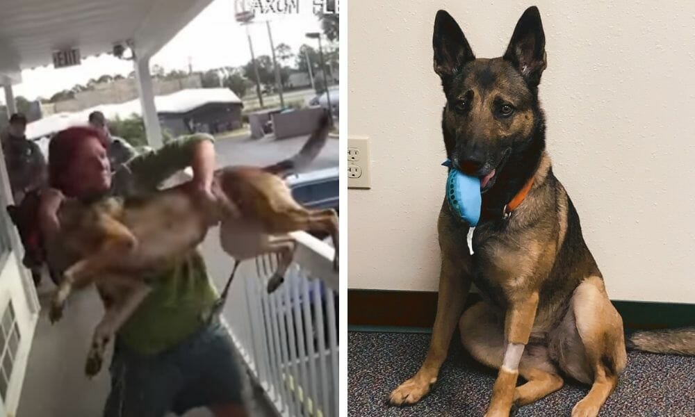 UPDATE: Dog Thrown From Second-Story Balcony Adopted by Military Veteran