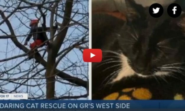 VIDEO: Cat Stuck 50 Feet in the Air Rescued by ‘Tree Surgeon’