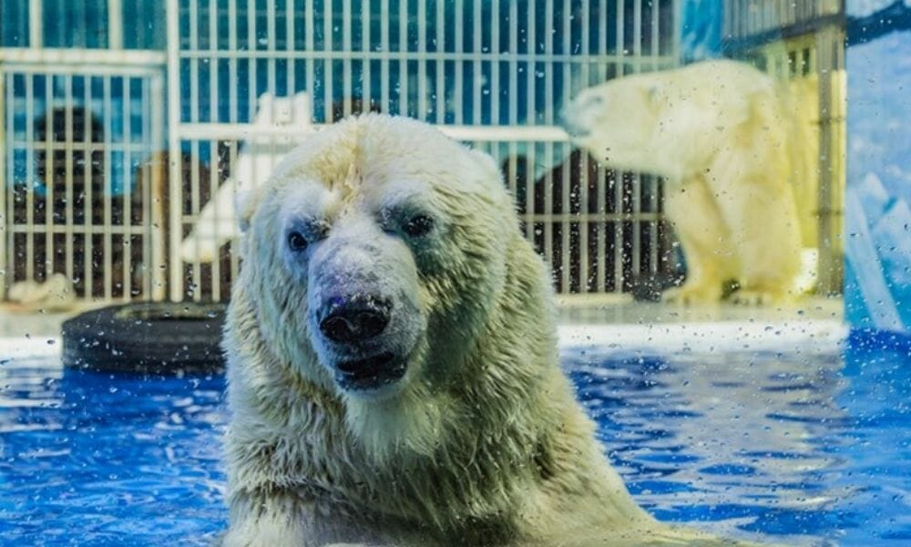 captive polar bears