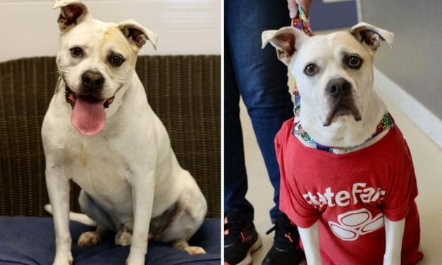 Dog Named ‘Jake From State Farm’ Finally Adopted After Ending Up in Shelter Four Times in Three Months