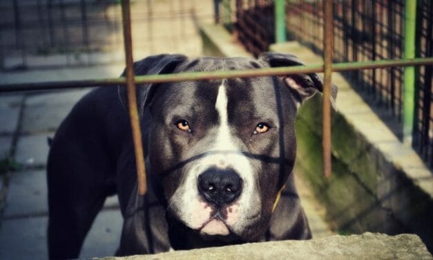 SIGN: Pass the HEART Act to Get Dogfighting Victims in Forever Homes Faster